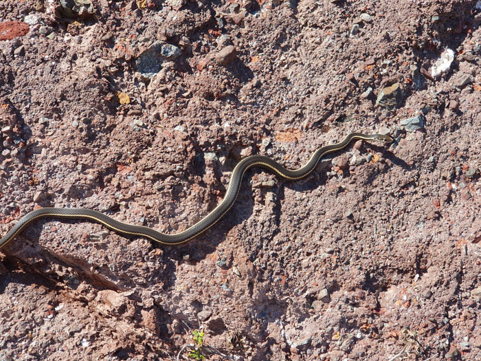 A snake on the ground Description automatically generated