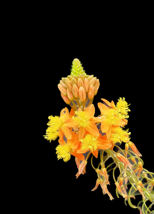 A close-up of a flower Description automatically generated