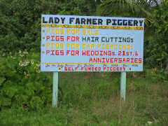 Pigs are an important part of Niuean culture