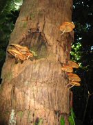 Nature wastes nothing -- out of death comes more life