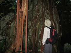 Impressive root structures wound their way around rocks and trees
