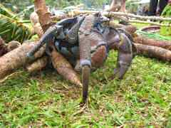 Giant coconut crab